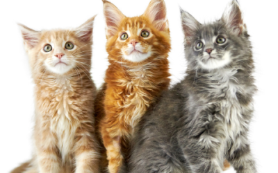 Is je Maine Coon aan het verharen? Dit moet je er over weten