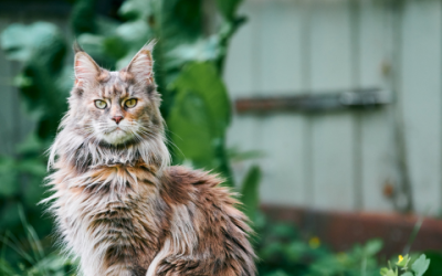 Maine Coon x Ragdoll mix: Kenmerken van dit hybride kattensoort