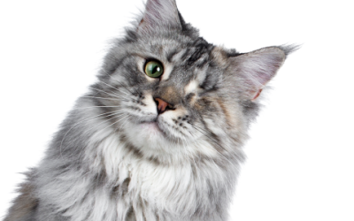 Maine Coon rood: Een opvallende en fascinerende kattensoort