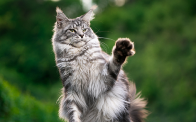 Maine Coon katten met extra tenen: Geschiedenis en genetica van Polydactyls