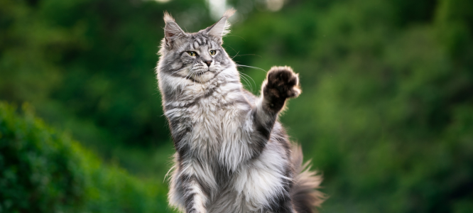 Header Maine Coon 13