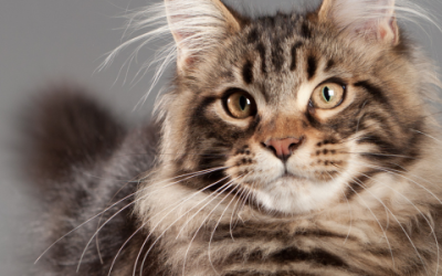 De leukste en meest interessante Maine Coon weetjes