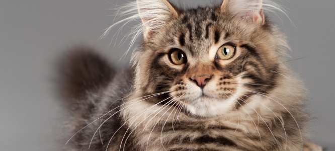 Header Maine Coon 14