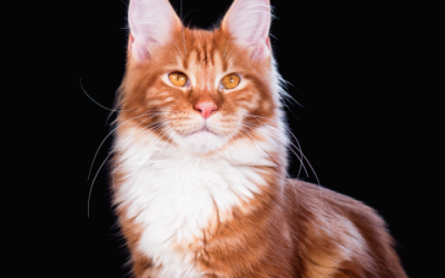 Ontdek de wereld van Maine Coon fokkers: Hoe vind je betrouwbare fokkers?