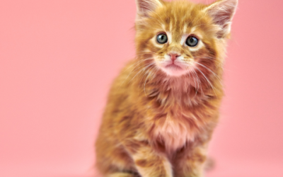 Maine Coon kruisingen: Welke mixen zijn er allemaal?
