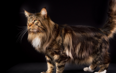 Ontdek hier de prachtige Maine Coon oranje