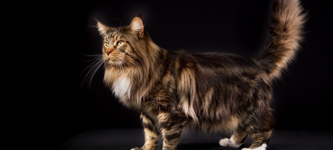 Header Maine Coon 21