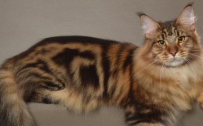 Maine Coon x Noorse boskat: Charmante kenmerken van deze mix