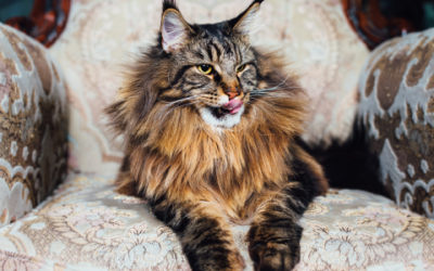 Een Maine Coon adopteren: zo pak je de adoptie handig aan
