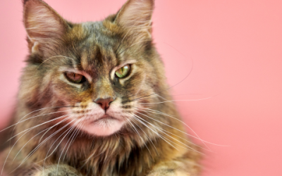 Alles over het karakter van een Maine Coon