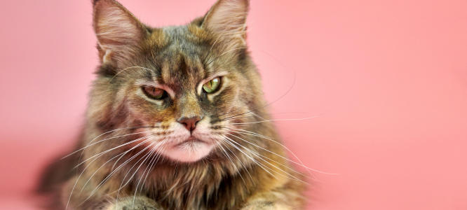 Header Maine Coon 24