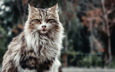 Maine Coon allergie: Wat is het, en wat als je allergisch bent?