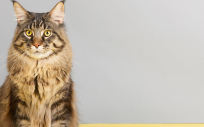 Maine Coon x Britse Korthaar mix: ontdek deze prachtige kruising