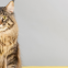Maine Coon x Britse Korthaar mix: ontdek deze prachtige kruising