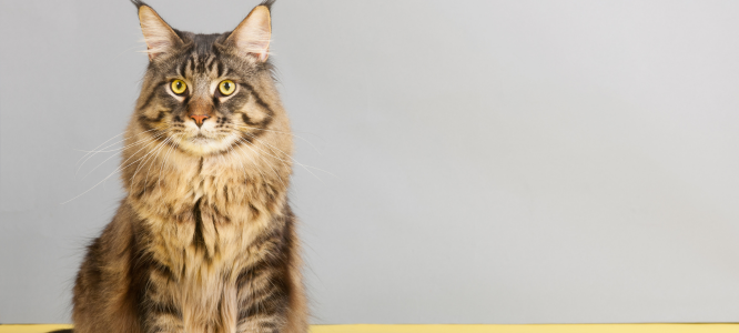 Header Maine Coon 26