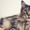 Hoe zorg je voor de allerbeste Maine Coon verzorging?