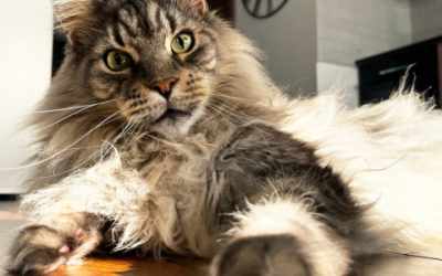 Wat mag je verwachten van een Maine Coon vrouwtje