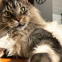 Wat mag je verwachten van een Maine Coon vrouwtje