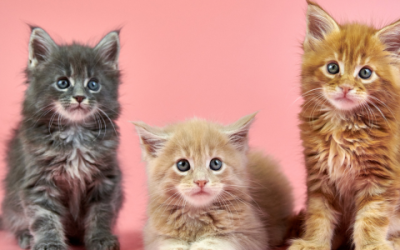 Maine Coon speelgoed: waar moet je allemaal aan denken?