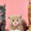 Maine Coon speelgoed: waar moet je allemaal aan denken?