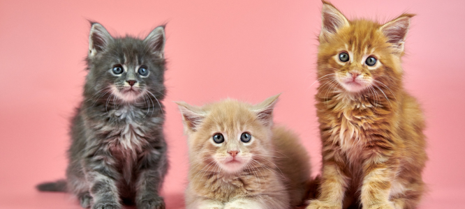 Header Maine Coon 29