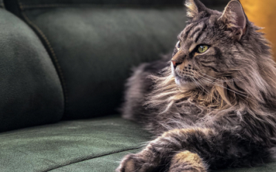 De betoverende elegantie van de Maine Coon zwart