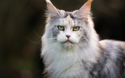 De leukste Maine Coon namen: doe hier inspiratie op