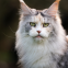 De leukste Maine Coon namen: doe hier inspiratie op