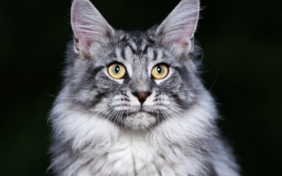Van rood tot blauw en alles daartussenin: De diverse kleuren van een Maine Coon