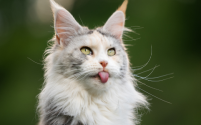 Kun je je Maine Coon alleen laten? En zo ja, hoe pak je dat aan?