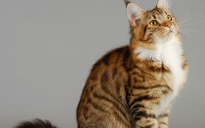 Leer de Maine Coon in het crème beter kennen