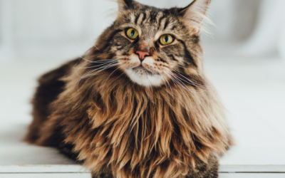 Hoe vind je de beste kattenbak voor je Maine Coon