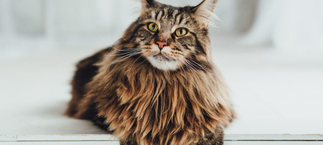 Header Maine Coon 8
